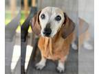 Dachshund DOG FOR ADOPTION RGADN-1268717 - Rosemary - Dachshund (short coat) Dog