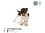 Borador DOG FOR ADOPTION RGADN-1268719 - DANDAN - Border Collie / Labrador