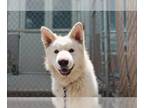 Siberian Husky Mix DOG FOR ADOPTION RGADN-1268722 - TYRONE - Siberian Husky /