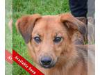 Australian Shepherd Mix DOG FOR ADOPTION RGADN-1268738 - Spinner - Shetland