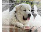 Great Pyrenees DOG FOR ADOPTION RGADN-1268743 - Oso - Great Pyrenees Dog For
