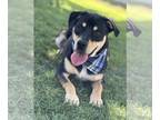 Labrottie DOG FOR ADOPTION RGADN-1268744 - Arlo - Rottweiler / Labrador