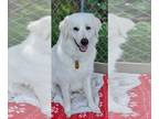 Great Pyrenees Mix DOG FOR ADOPTION RGADN-1268748 - Suki - Great Pyrenees /