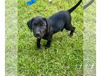 Labrador Retriever Mix DOG FOR ADOPTION RGADN-1268753 - Iris - Labrador