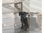 Labradoodle DOG FOR ADOPTION RGADN-1268755 - Rue - Poodle (Standard) / Labrador