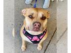 American Pit Bull Terrier-Beagle Mix DOG FOR ADOPTION RGADN-1268786 - Nova