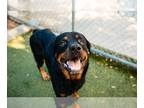 Rottweiler DOG FOR ADOPTION RGADN-1268798 - ROCKY - Rottweiler (short coat) Dog