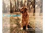 Golden Retriever DOG FOR ADOPTION RGADN-1268814 - Captain 1280 - Golden