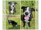 American Pit Bull Terrier-Border Collie Mix DOG FOR ADOPTION RGADN-1268837 -