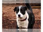 Boxer-Huskies Mix DOG FOR ADOPTION RGADN-1268849 - Skippy - Husky / Boxer /