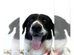 Border Collie-Great Dane Mix DOG FOR ADOPTION RGADN-1268863 - A238286 - Border