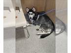 Mix DOG FOR ADOPTION RGADN-1268869 - KITTYLUV - Husky (medium coat) Dog For