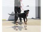 Rottweiler Mix DOG FOR ADOPTION RGADN-1268870 - THE OTHER DUDE - Rottweiler /