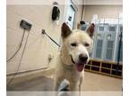 Akita Mix DOG FOR ADOPTION RGADN-1268884 - YETI - Akita / Mixed (medium coat)