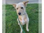 Airedale Terrier-German Shepherd Dog Mix DOG FOR ADOPTION RGADN-1268892 - SULLY