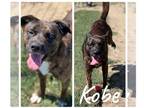 Boxer DOG FOR ADOPTION RGADN-1268906 - Kobe - Boxer / Retriever Dog For Adoption