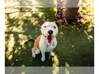 American Pit Bull Terrier DOG FOR ADOPTION RGADN-1268919 - RUNT - Pit Bull