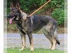 German Shepherd Dog DOG FOR ADOPTION RGADN-1268935 - Huniu 39754 - German
