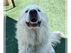 Great Pyrenees Mix DOG FOR ADOPTION RGADN-1268943 - Theodore - Great Pyrenees /