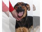 Doberman Pinscher-German Shepherd Dog Mix DOG FOR ADOPTION RGADN-1268965 -