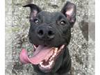 Rottweiler-American Pit Bull Terrier DOG FOR ADOPTION RGADN-1268980 - XENA - Pit