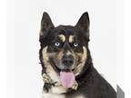 Huskies -Siberian Husky Mix DOG FOR ADOPTION RGADN-1268991 - SAILOR - Siberian