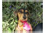 Beagle-Spaniel Mix DOG FOR ADOPTION RGADN-1268995 - Georgia