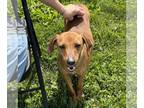 Dachshund Mix DOG FOR ADOPTION RGADN-1268999 - Tessa - Dachshund / Terrier /