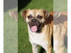 Puggle DOG FOR ADOPTION RGADN-1269013 - Puppy Pugs - Pug / Beagle / Mixed (short