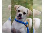 Puggle DOG FOR ADOPTION RGADN-1269020 - Puppy Chichi - Pug / Beagle / Mixed