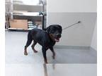 Rottweiler DOG FOR ADOPTION RGADN-1269040 - A171447 - Rottweiler (medium coat)