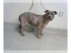 American Pit Bull Terrier DOG FOR ADOPTION RGADN-1269046 - A171464 - American