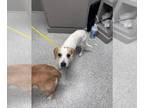 Beagle Mix DOG FOR ADOPTION RGADN-1269054 - A171524 - Beagle / Mixed (medium