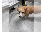 Beagle Mix DOG FOR ADOPTION RGADN-1269055 - LUZ CLARITA - Beagle / Mixed (medium