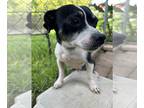 Rat-Cha DOG FOR ADOPTION RGADN-1269069 - Speckles *Arriving 6/22* - Rat Terrier