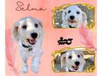 Poochon DOG FOR ADOPTION RGADN-1269084 - Selma (Ritzy) - Bichon Frise / Poodle