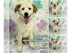 Golden Retriever Mix DOG FOR ADOPTION RGADN-1269094 - Barney from Korea - Golden
