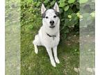 Huskies Mix DOG FOR ADOPTION RGADN-1269100 - Ghosty - Husky / Shepherd / Mixed