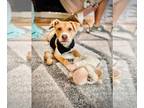 Beagle Mix DOG FOR ADOPTION RGADN-1269101 - Dumpling - Beagle / Mixed (short