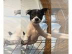 Jack Russell Terrier Mix DOG FOR ADOPTION RGADN-1269122 - Choux - Jack Russell