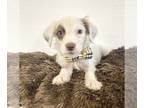 Parson Russell Terrier Mix DOG FOR ADOPTION RGADN-1269124 - Patches - Parson