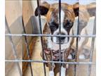 Boxer DOG FOR ADOPTION RGADN-1269127 - Kirsten - Boxer Dog For Adoption
