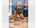 Boxer DOG FOR ADOPTION RGADN-1269128 - Maverick - Boxer Dog For Adoption