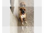 Boxer DOG FOR ADOPTION RGADN-1269129 - Hazel IV - Boxer Dog For Adoption