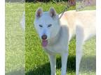 German Shepherd Dog-Siberian Husky Mix DOG FOR ADOPTION RGADN-1269133 - Bella -