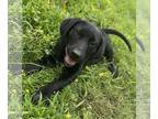 Labrador Retriever DOG FOR ADOPTION RGADN-1269138 - Bennie - Labrador Retriever