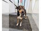 Miniature Pinscher Mix DOG FOR ADOPTION RGADN-1269147 - Winnie - Miniature