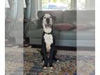 Great Dane Mix DOG FOR ADOPTION RGADN-1269156 - Teddy - Great Dane / Mixed Dog