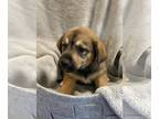 Labrenees DOG FOR ADOPTION RGADN-1269162 - Colin- In Foster - Labrador Retriever