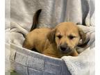 Labrenees DOG FOR ADOPTION RGADN-1269163 - Benedict- In Foster - Labrador
